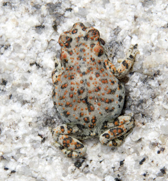  Red-spotted toad